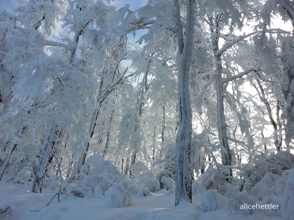 Winterwald